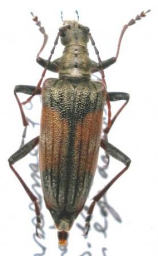 Rhagium bifasciatum
