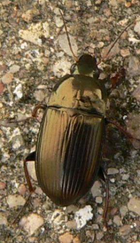 Amara sp.