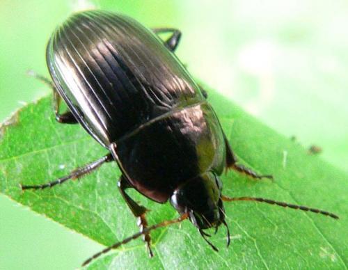 Amara sp.