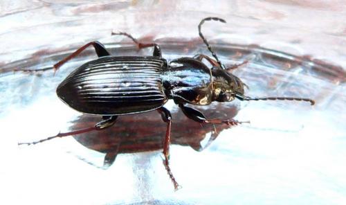 Pterostichus oblongopunctatus