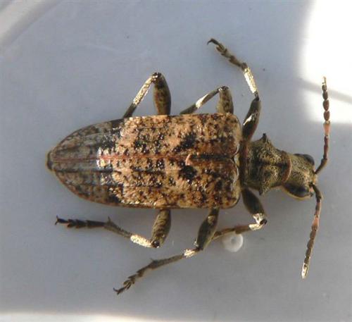 Rhagium inquisitor