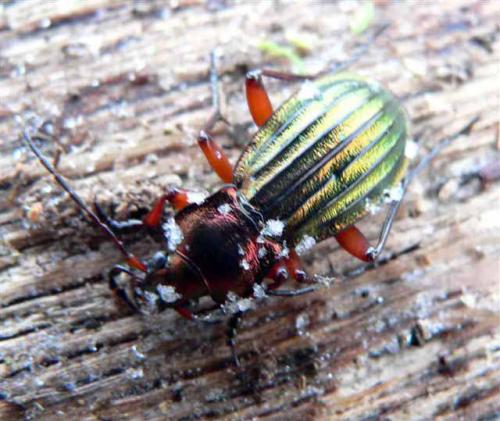 Carabus auronitens auronitens