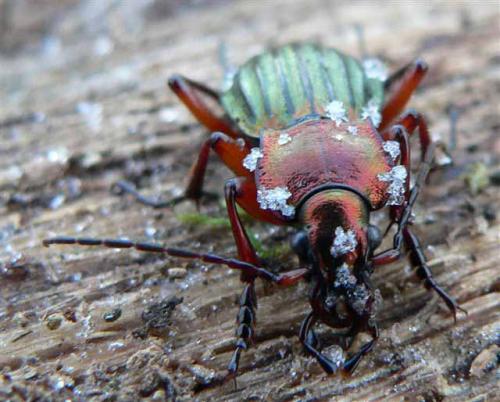 Carabus auronitens auronitens