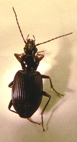 Platynus assimilis