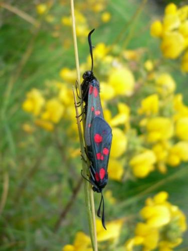 Zygaena filipendulae