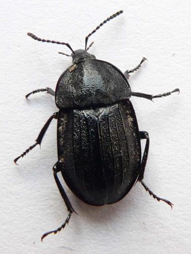 Phosphuga atrata