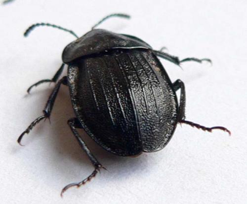 Phosphuga atrata