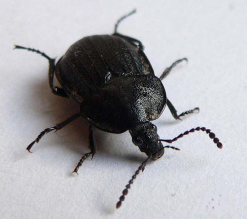 Phosphuga atrata
