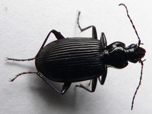 Platynus assimilis