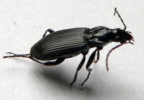 Platynus assimilis