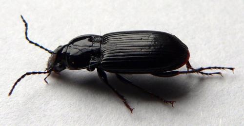 Pterostichus sp.