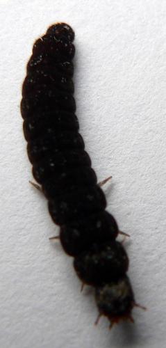 Réf. 6 820 : Cantharis sp.