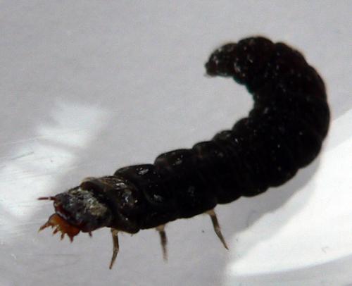 Réf. 6 821 : Cantharis sp.
