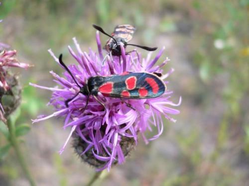 Zygaena carniolica