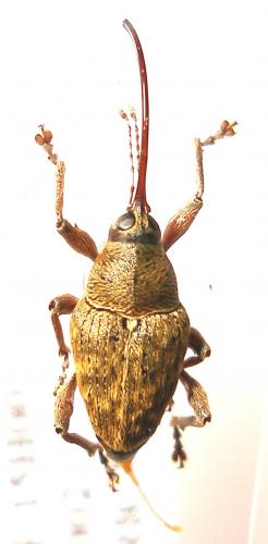 Réf. 6 467 : Curculio glandium