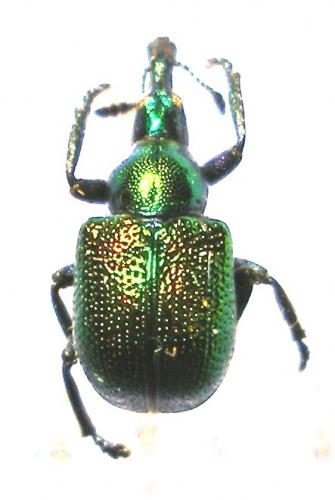 Byctiscus betulae