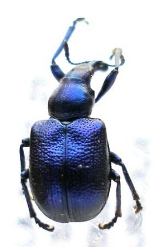 Byctiscus betulae