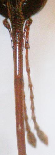 Curculio glandium