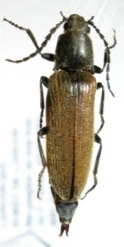 Athous mandibularis
