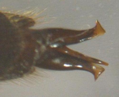 Réf. 6 592 : Athous mandibularis