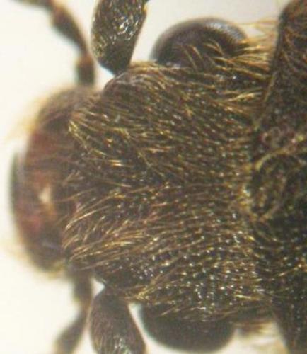 Réf. 6 591 : Athous mandibularis