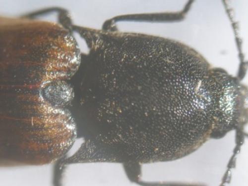 Ctenicera cuprea