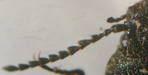 Réf. 6 602 : Ctenicera cuprea
