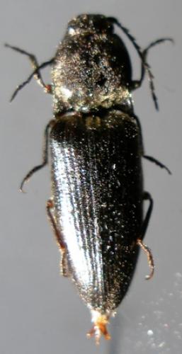 Réf. 6 614 : Hemicrepidius sp.