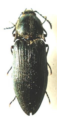 Ctenicera pectinicornis