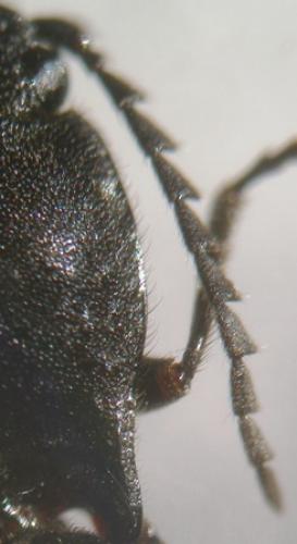Réf. 6 616 : Hemicrepidius sp.