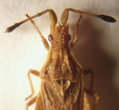 Réf. 6 719 : Spathocera lobata