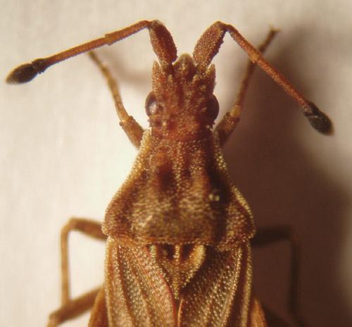 Réf. 6 720 : Spathocera dalmanii