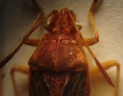Stictopleurus sp.