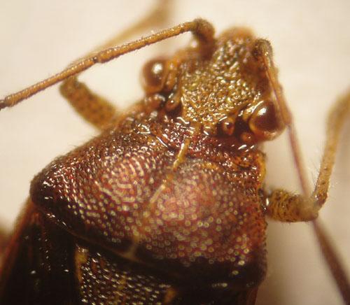 Stictopleurus sp.