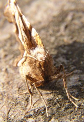 Réf. 6 891 : Selenia dentaria