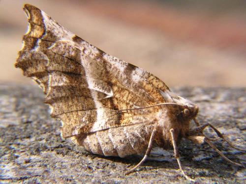Réf. 6 890 : Selenia dentaria