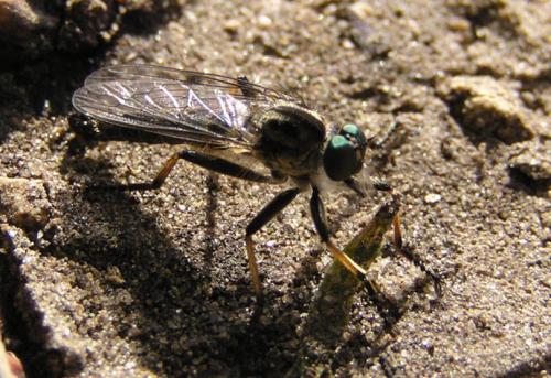 Réf. 6 809 : Neomochtherus geniculatus