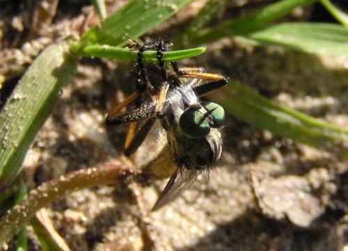 Neomochtherus geniculatus