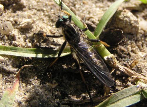 Neomochtherus geniculatus