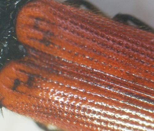 Ampedus sp.