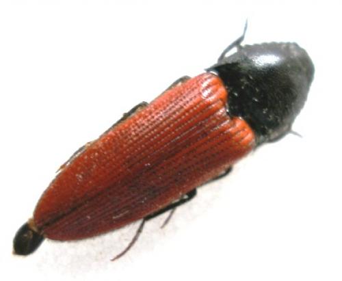 Ampedus sp.
