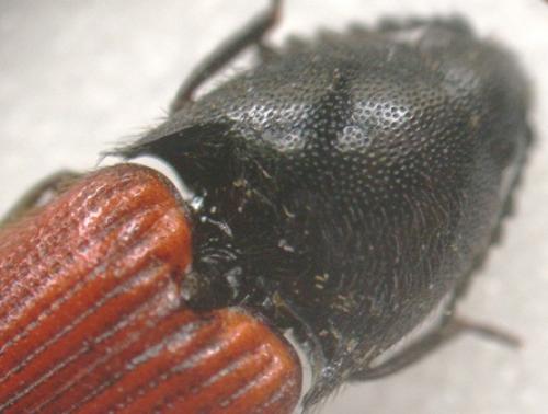 Ampedus sp.