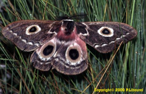 Gonimbrasia hoehnelii