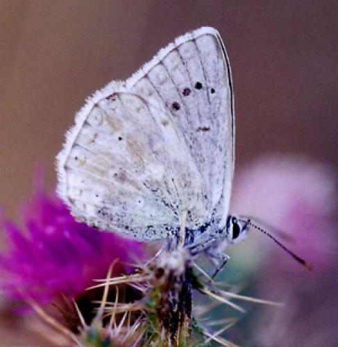 Polyommatus sp.