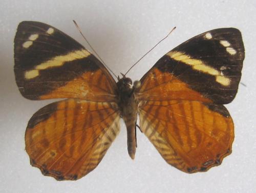 Réf. 6 428 : Tigridia acesta
