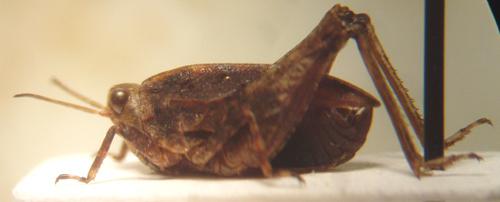 Tetrix sp.