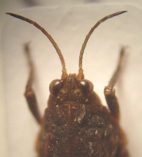 Tetrix sp.