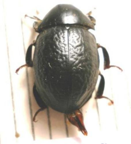 Byrrhus sp.