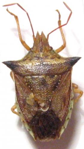 Dichelops furcifrons
