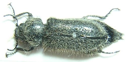 Enicopus ater ater
